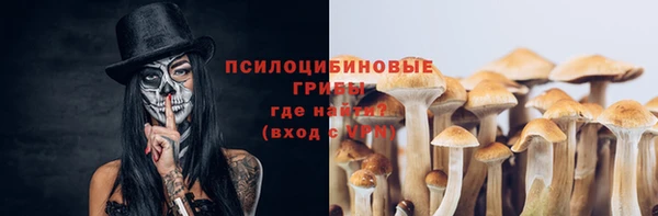 прущие грибы Абаза
